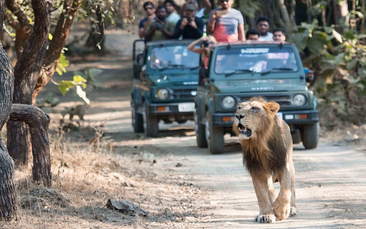 Ahmedabad to Gir Forest Safari Taxi Rental